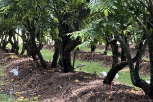 Farm Trees with Birds