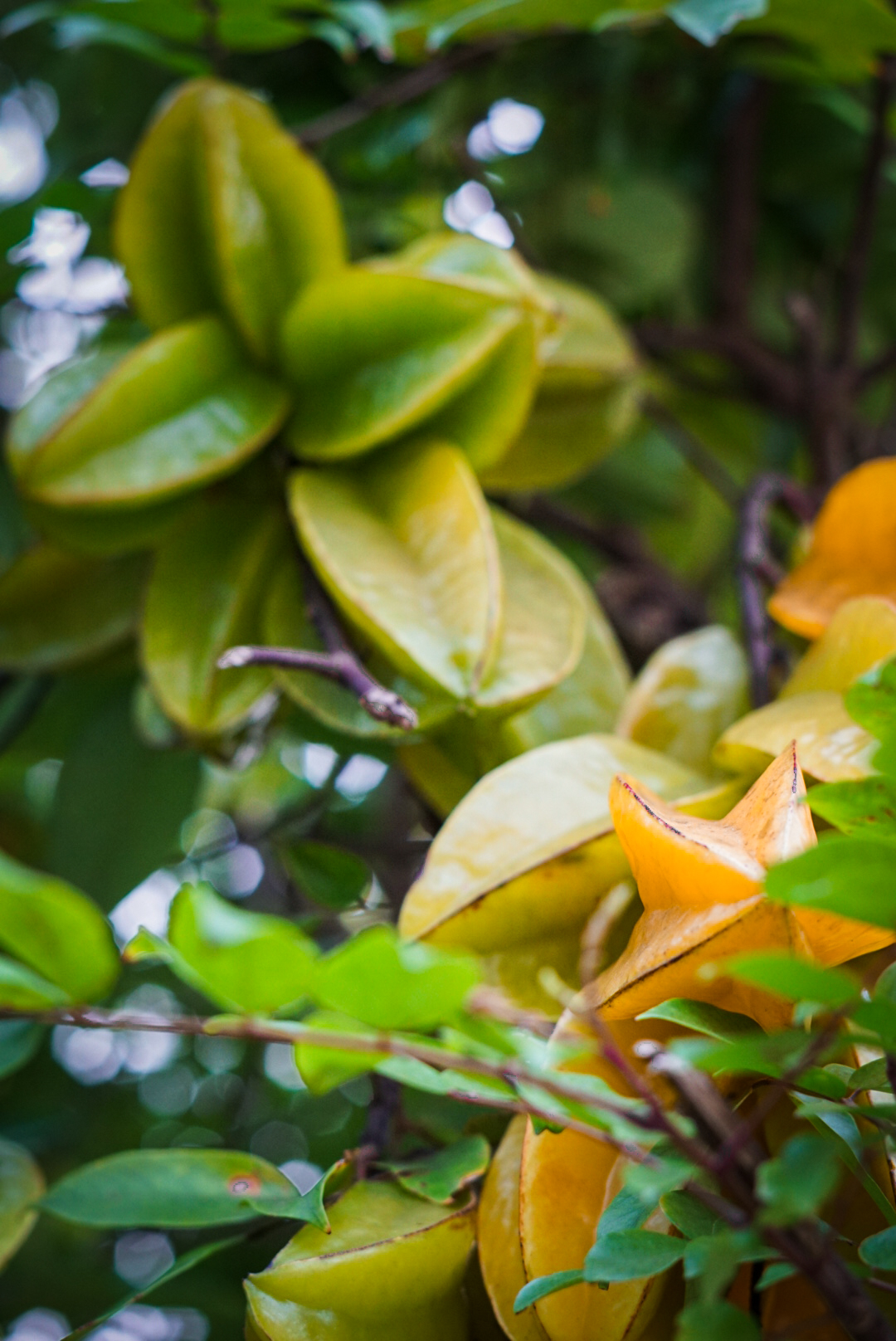 Starfruit on the tree