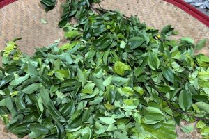 Tea Leaves in Basket