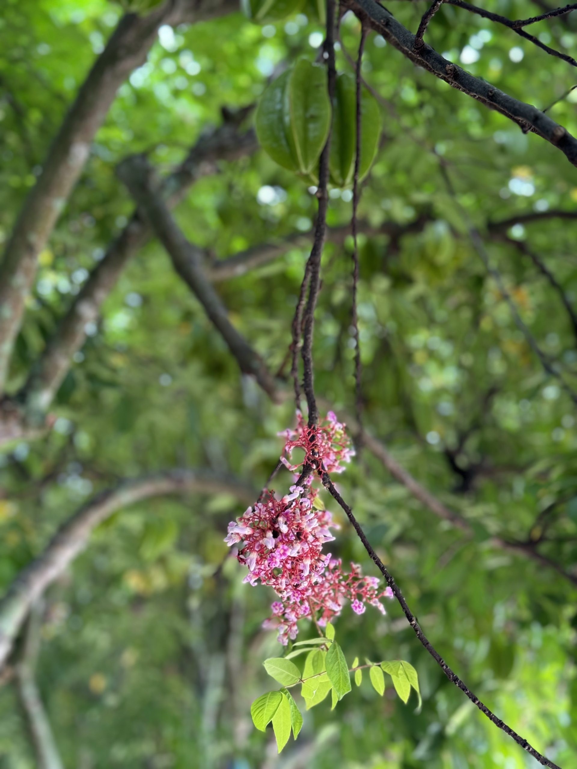 hanging blossoms