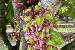 starfruit and blossoms